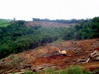 /album/galeria-de-fotos-desmatamento/dsc00332-jpg1/