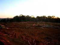 /album/galeria-de-fotos-desmatamento/img-0770-jpg1/